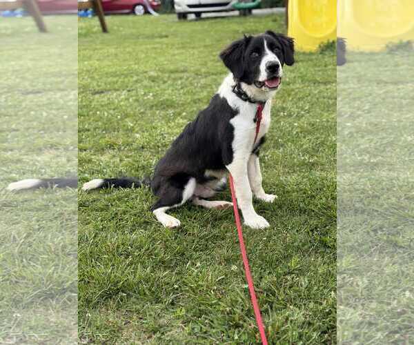 Medium Photo #3 Great Pyrenees Puppy For Sale in Croydon, NH, USA