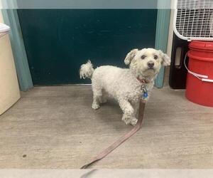 Maltese-Unknown Mix Dogs for adoption in Pasadena, CA, USA