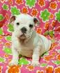 Small Photo #1 Bulldog Puppy For Sale in CHICAGO, IL, USA