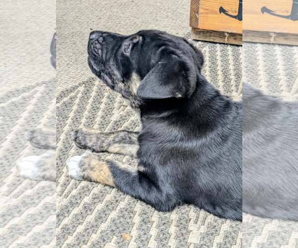 Medium Photo #1 Labrador Retriever-Unknown Mix Puppy For Sale in The Woodlands, TX, USA