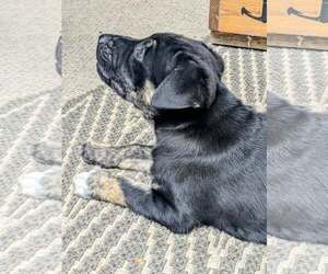 Labrador Retriever-Unknown Mix Dogs for adoption in The Woodlands, TX, USA