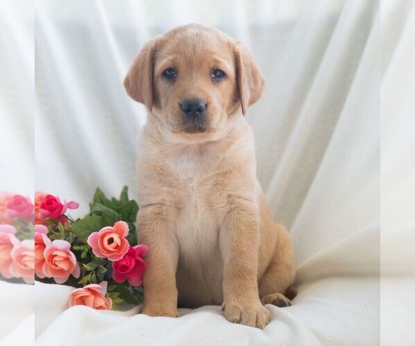 Medium Photo #4 Labrador Retriever Puppy For Sale in GREEN PARK, PA, USA