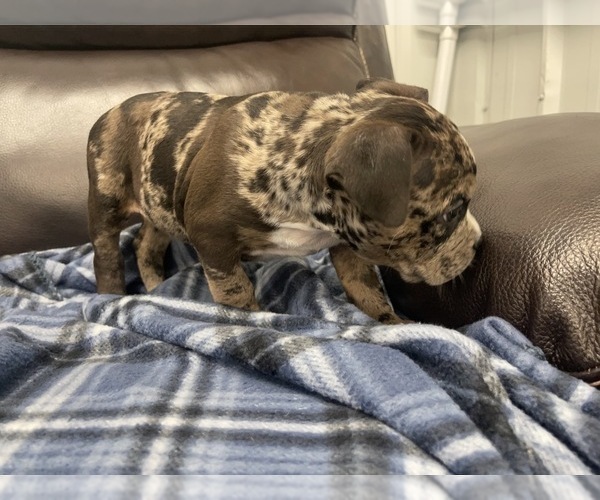 Medium Photo #44 American Bully Puppy For Sale in REESEVILLE, WI, USA