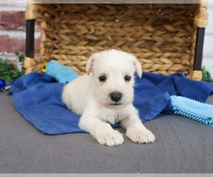 Schnauzer (Miniature) Puppy for sale in SYRACUSE, IN, USA