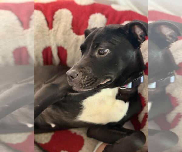 Medium Photo #7 American Staffordshire Terrier Puppy For Sale in Spring Lake, NC, USA
