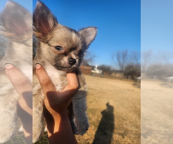 Medium Photo #11 Chihuahua Puppy For Sale in BURLESON, TX, USA