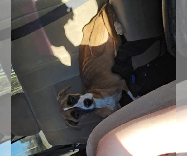 Medium Photo #5 Boxer-Unknown Mix Puppy For Sale in Foristell, MO, USA