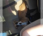 Small #4 Boxer Mix
