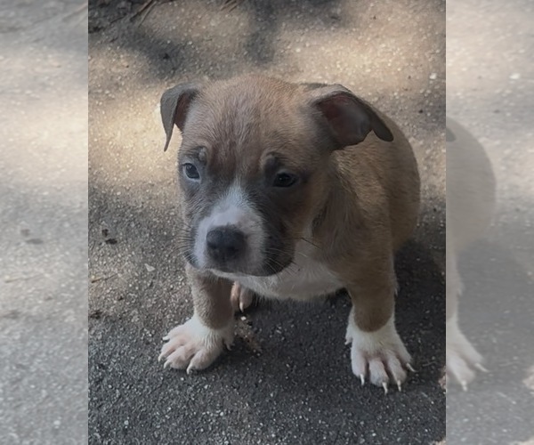 Medium Photo #6 American Bully Puppy For Sale in RICHMOND, VA, USA