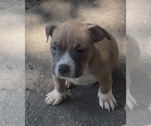 Medium American Bully