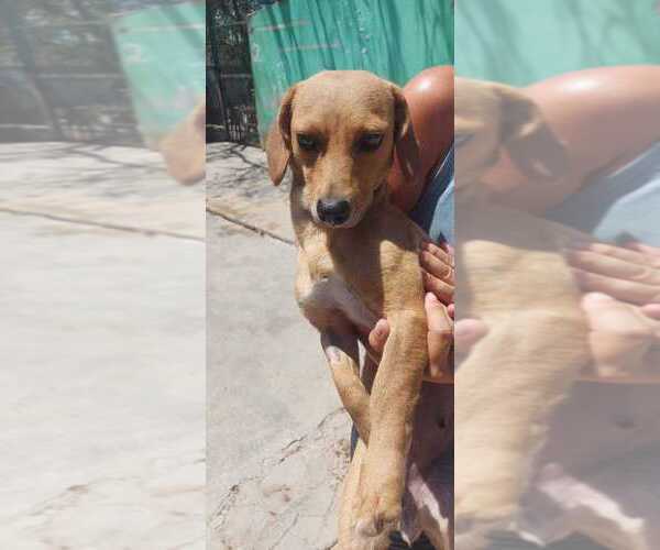 Medium Photo #4 Dachshund-Unknown Mix Puppy For Sale in Calgary, Alberta, Canada