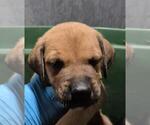 Small American Staffordshire Terrier Mix