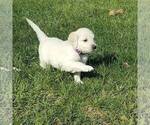 Small Photo #2 English Cream Golden Retriever Puppy For Sale in COLLEGEVILLE, PA, USA