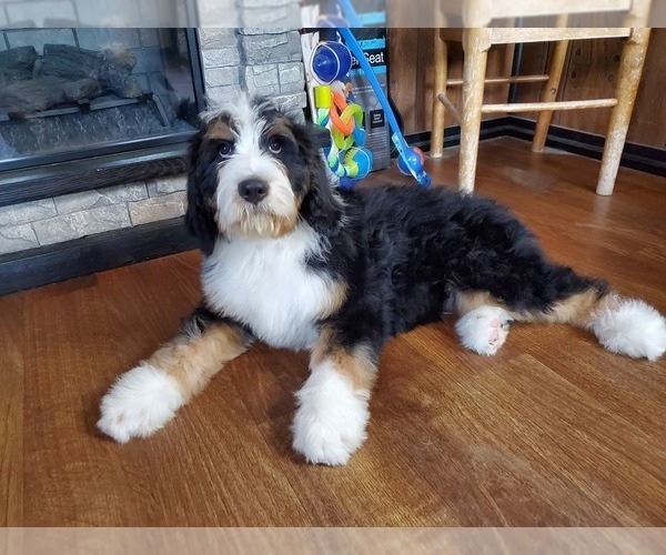 Medium Photo #8 Bernedoodle Puppy For Sale in COLORADO SPRINGS, CO, USA