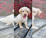 Puppy Cider Labrador Retriever