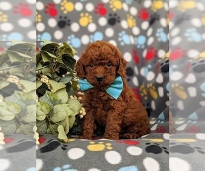 Goldendoodle (Miniature) Puppy for sale in COCHRANVILLE, PA, USA