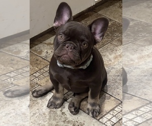 French Bulldog Puppy for sale in BRIGHTON, CO, USA