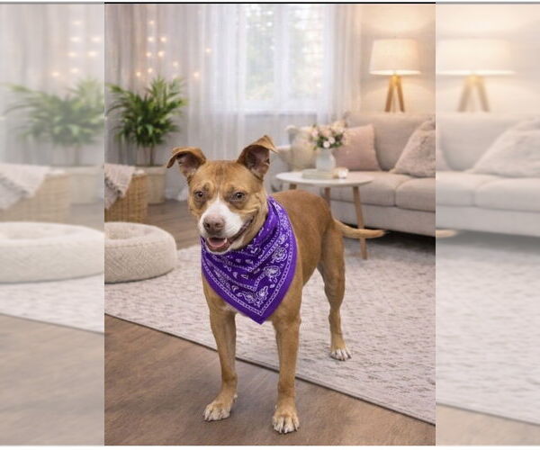 Medium Photo #3 Mutt Puppy For Sale in Euless, TX, USA