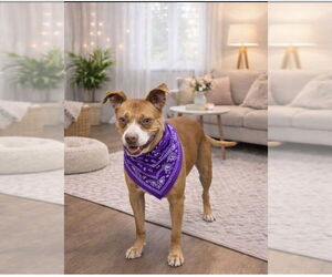 Rita - Female Mutt Dog for Adoption - Photo #3