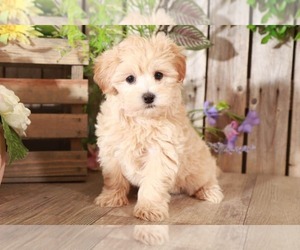 Maltipoo Puppy for sale in MOUNT VERNON, OH, USA