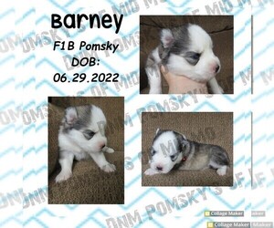 Pomsky Puppy for sale in MEXICO, MO, USA