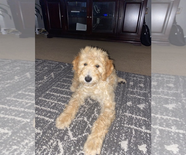 Medium Photo #1 Labradoodle Puppy For Sale in BAKERSFIELD, CA, USA
