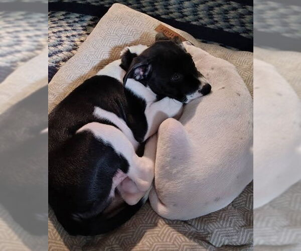 Medium Photo #3 American Pit Bull Terrier-Unknown Mix Puppy For Sale in New London, WI, USA