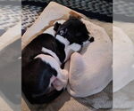 Small #2 American Pit Bull Terrier Mix