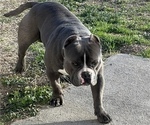 Small Photo #1 American Bully Puppy For Sale in EFFINGHAM, SC, USA