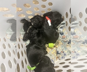 Cocker Spaniel Puppy for Sale in POUNDING MILL, Virginia USA