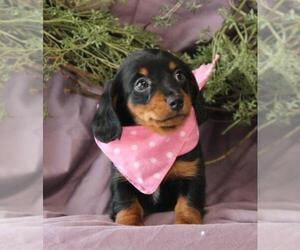 Dachshund Puppy for sale in ORO VALLEY, AZ, USA