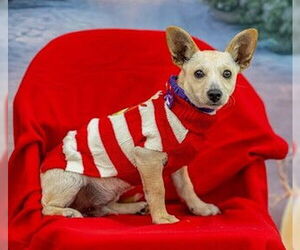 Toxirn Dogs for adoption in Fremont, CA, USA