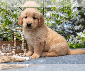 Golden Retriever Litter for sale in WOLCOTTVILLE, IN, USA