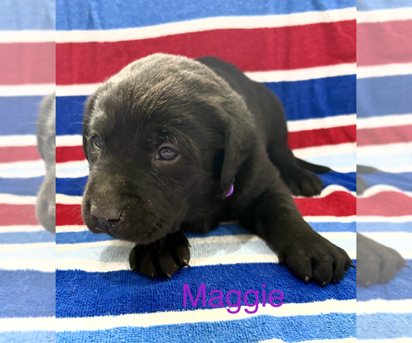 Medium Photo #1 Labrador Retriever Puppy For Sale in MIDLAND, OH, USA