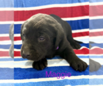 Image preview for Ad Listing. Nickname: Maggie