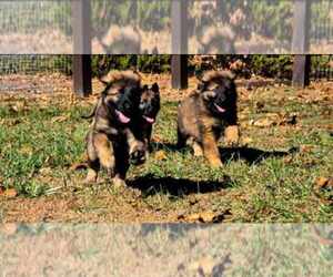 German Shepherd Dog Puppy for sale in CABOOL, MO, USA