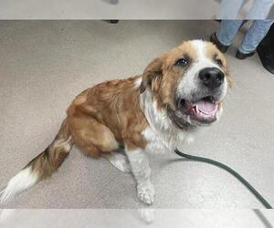 Saint Bernard-Unknown Mix Dogs for adoption in Pasadena, CA, USA