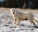 Small Photo #1 English Cream Golden Retriever Puppy For Sale in MOSCOW, ID, USA
