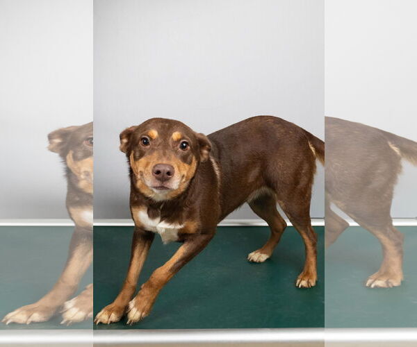 Medium Photo #9 Mutt Puppy For Sale in Frenchburg, KY, USA