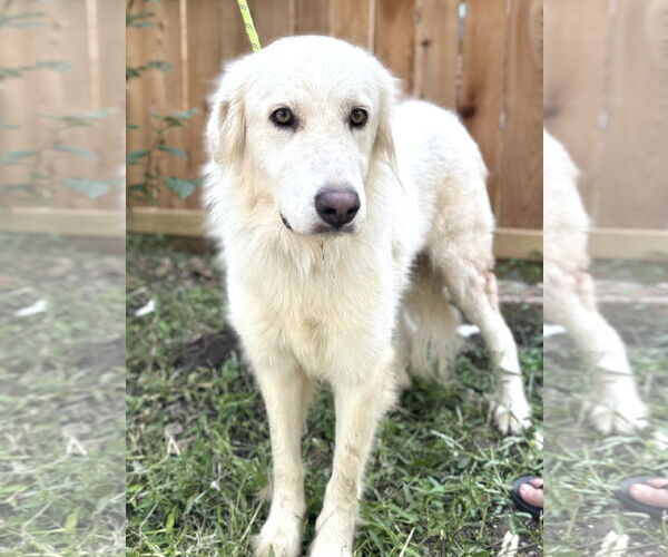 Medium Photo #2 Great Pyrenees Puppy For Sale in Spring, TX, USA