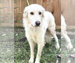 Small #1 Great Pyrenees