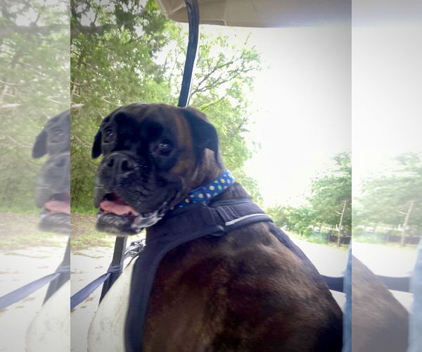 Medium Photo #2 Boxer Puppy For Sale in Dumont, NJ, USA