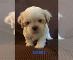 Small Photo #3 Shih Tzu Puppy For Sale in TURLOCK, CA, USA