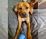 Small Photo #11 Mastiff-Unknown Mix Puppy For Sale in Canton, CT, USA