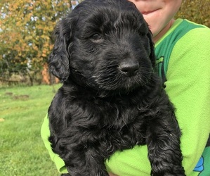 Goldendoodle Puppy for sale in LACEY, WA, USA
