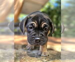 Small American French Bull Terrier