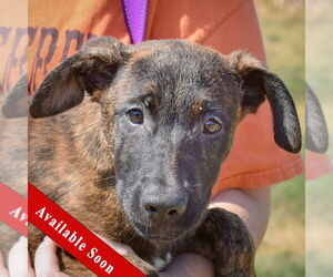 Dutch Shepherd -Unknown Mix Dogs for adoption in Huntley, IL, USA