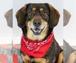 Small Beagle-Colonial Cocker Spaniel Mix