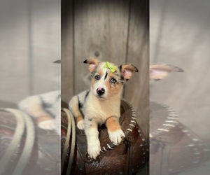 American Corgi Puppy for sale in PEEBLES, OH, USA