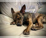 Small #2 Mutt
